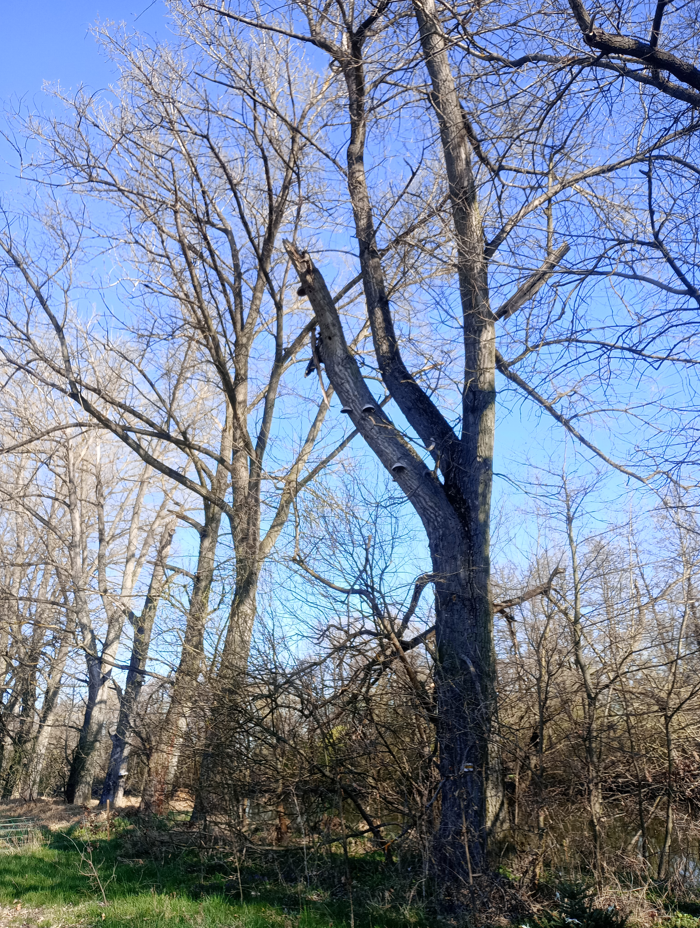 Plodnice dřevokazných hub na velkém pahýlu větve