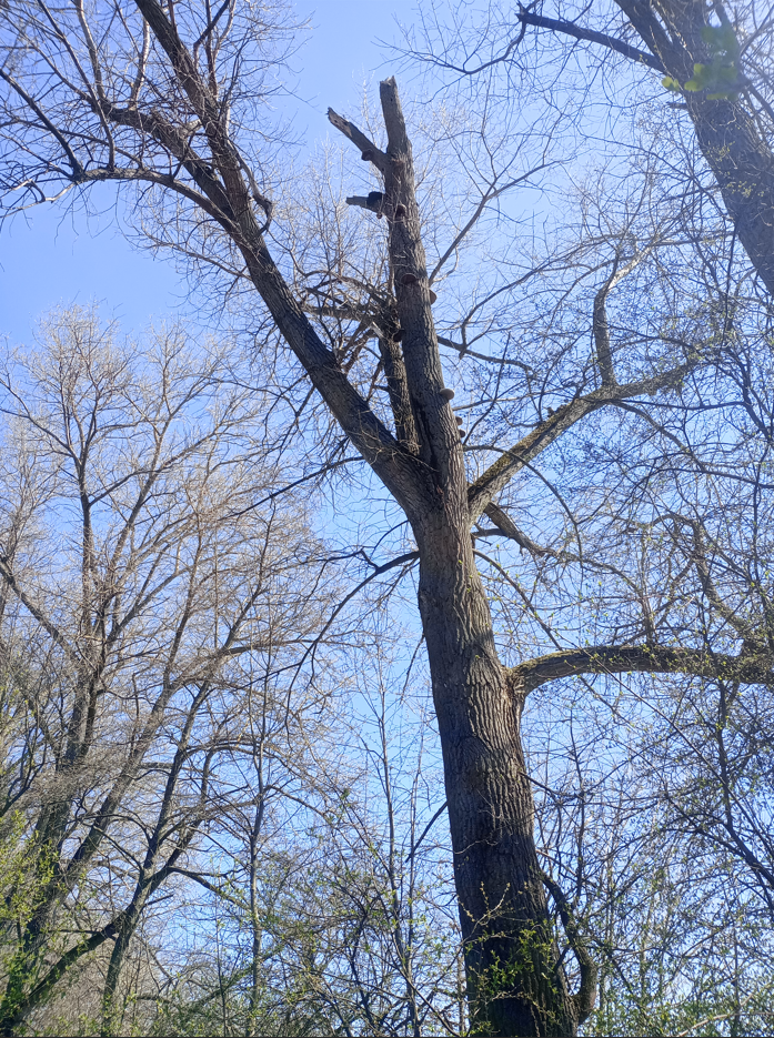 Odlomený terminál, kosterní větev s plodnicemi hub